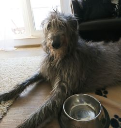 Portrait of dog relaxing on floor at home