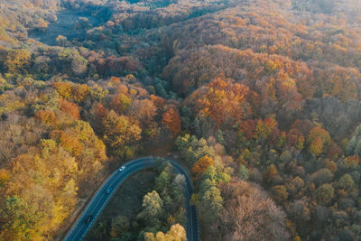 High angle view of road amidst trees in forest