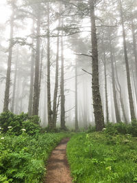 Scenic view of forest against sky