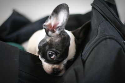 Close-up of dog at home