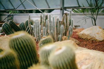 Close-up of cactus growing outdoors