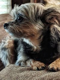 Close-up of a dog looking away