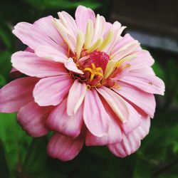 Close-up of pink flower