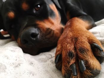 Close-up of dog relaxing