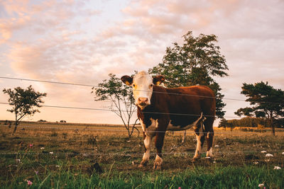 Cow standing in a field