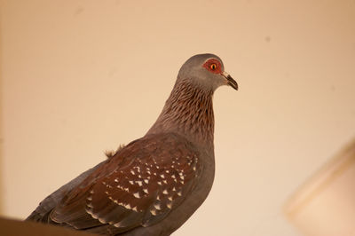 Close-up of a bird