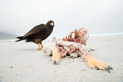 Close-up of birds on beach