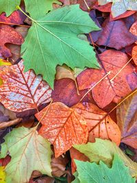 Close-up of autumn leaves