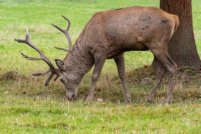 Deer grazing in a field