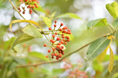 Close-up of red berries growing on tree