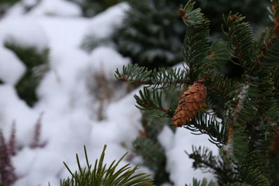 Close-up of butterfly on pine tree