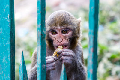 Portrait of monkey eating fruit
