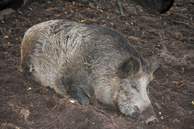 High angle view of pig on field