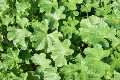 Full frame shot of leaves