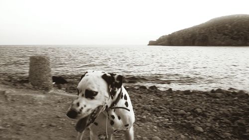 Dog on seashore against clear sky