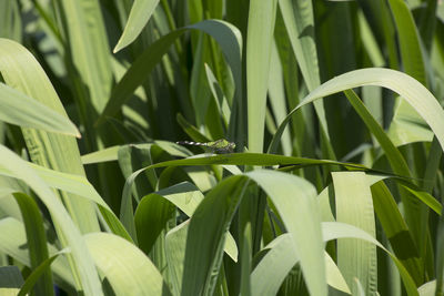 Close-up of plant growing on field