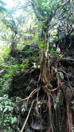 Close-up of tree branch