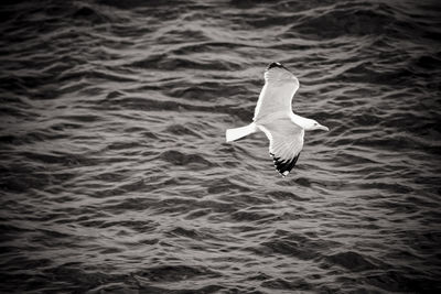 Seagull flying over sea