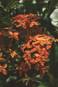 Close-up of orange flowering plant