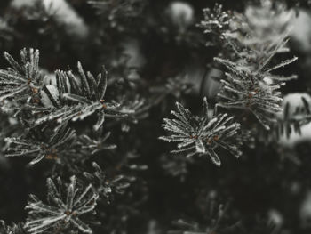 Close-up of frozen plant