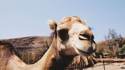 Close-up of a horse against clear sky