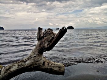 Driftwood on beach