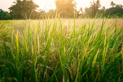 Close-up of stalks in field