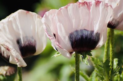 Poppy collection. close-up of pink flowering plant. 