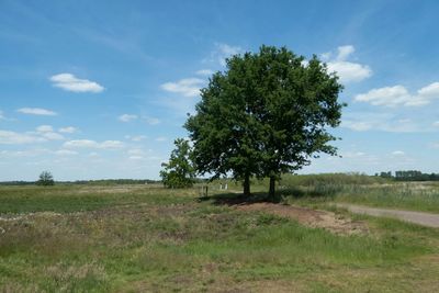 Scenic view of grassy field against sky