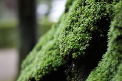 Close-up of moss growing on tree