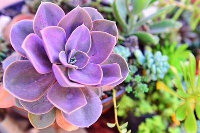 Close-up of purple flowering plant