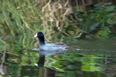 Bird in water