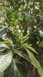 Close-up of leaves