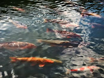 High angle view of koi carps swimming in water