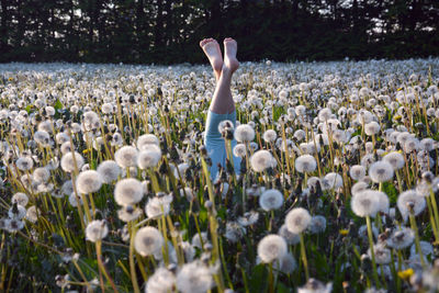 Close-up of girl in meadow