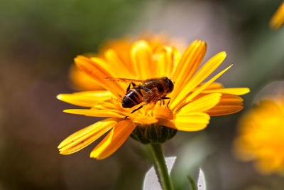 Close-up of honey bee on yellow flower