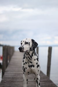 Close-up of dog - dalmatian on a bridge