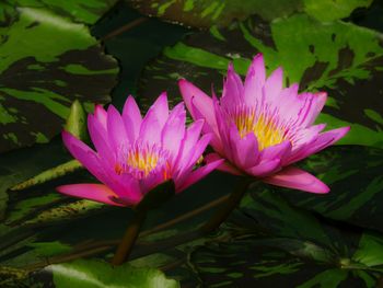 Close-up of water lily blooming outdoors