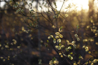 Close-up of flowering plant