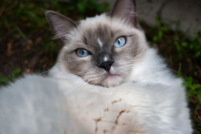 Close-up portrait of a cat