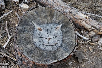 Close-up of tree stump