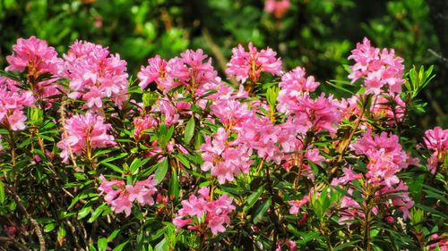 Close-up of pink flowering plants