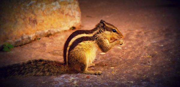 Close-up of squirrel eating