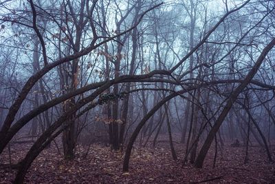 Bare trees in forest