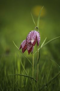 Close-up of flower on field