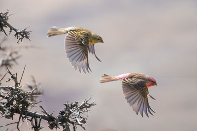 Close-up of bird flying against sky