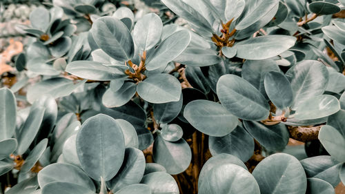 Close-up of white flowering plants