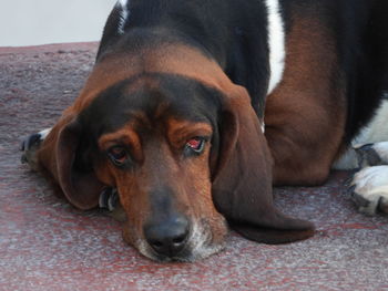 Close-up portrait of dog resting