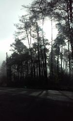 Trees on road against sky