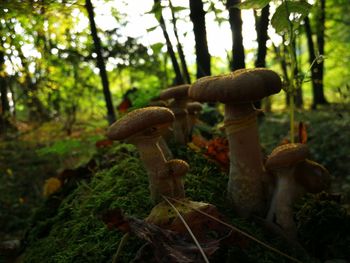 Close-up of mushrooms growing on tree in forest